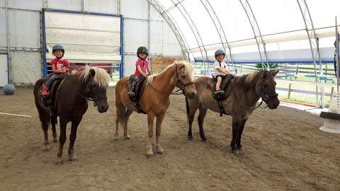 The Icelandic Horse Farm The Icelandic Horse Farm